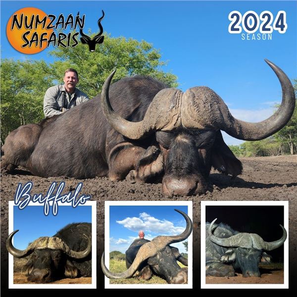 Cape Buffalo Safari in South Africa