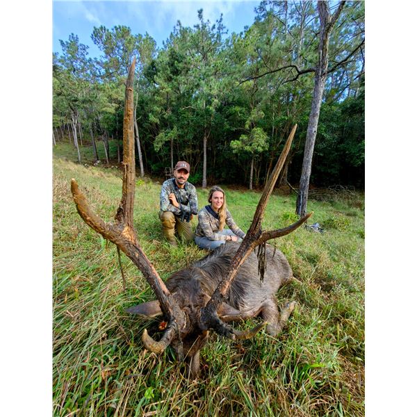 VVIP Mauritius Hunting Experience with Lionel Berthault