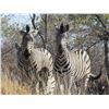 Image 14 : Namibia Plains Game Safari | Robin Hurt Safaris CC