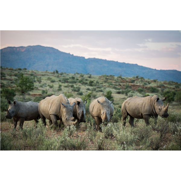 Namibia Plains Game Safari | Robin Hurt Safaris CC