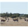 Image 5 : Namibia Plains Game Safari | Robin Hurt Safaris CC