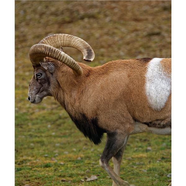 Armenian Mouflon Ram Hunt