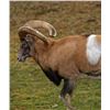Image 1 : Armenian Mouflon Ram Hunt