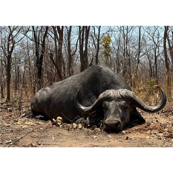 Niassa 10-Day Exportable Buffalo & Plains Game Hunt