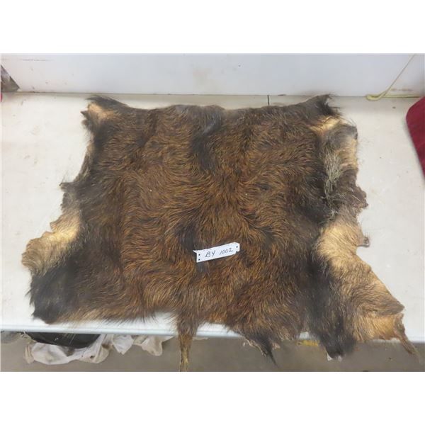 Wild Boar Pelt Approximately 32 " X 26 "
