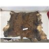 Wild Boar Pelt Approximately 32 " X 26 "
