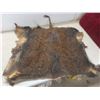 Image 4 : Wild Boar Pelt Approximately 32 " X 26 "