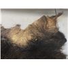 Image 5 : Wild Boar Pelt Approximately 32 " X 26 "