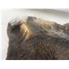 Image 6 : Wild Boar Pelt Approximately 32 " X 26 "