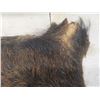 Image 7 : Wild Boar Pelt Approximately 32 " X 26 "