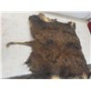 Image 8 : Wild Boar Pelt Approximately 32 " X 26 "