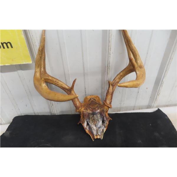 Vintage Ceremonial First Nations Detailed Hand-Painted Rack, Wolf Clan