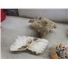Image 3 : Florida Seashell Collection and Beach Décor