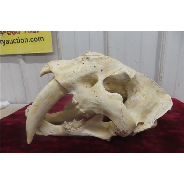 Sabre Tooth Skull Replica (Looks Very Real)