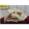 Image 1 : Sabre Tooth Skull Replica (Looks Very Real)