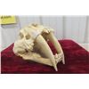 Image 3 : Sabre Tooth Skull Replica (Looks Very Real)