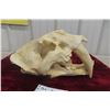 Image 4 : Sabre Tooth Skull Replica (Looks Very Real)