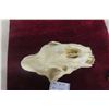 Image 5 : Sabre Tooth Skull Replica (Looks Very Real)