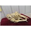 Image 6 : Sabre Tooth Skull Replica (Looks Very Real)