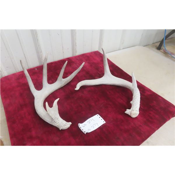Whitetail Deer Antler Horn and Pair Shed Ready for Repurposing