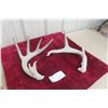 Image 1 : Whitetail Deer Antler Horn and Pair Shed Ready for Repurposing