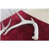 Image 2 : Whitetail Deer Antler Horn and Pair Shed Ready for Repurposing