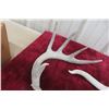 Image 3 : Whitetail Deer Antler Horn and Pair Shed Ready for Repurposing