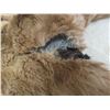 Image 5 : Fur Coat, No Size Listed, Tears on Shoulder/Arm