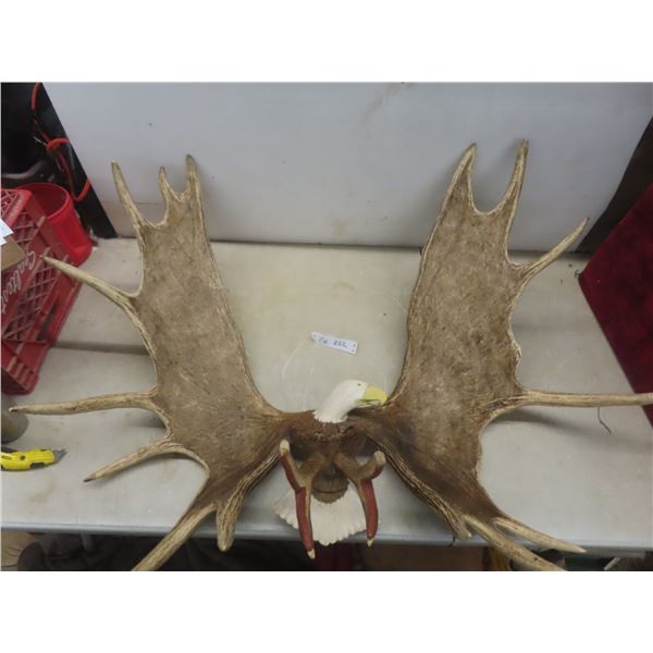 Carved Moose Antlers with Eagle 46  Across