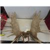 Image 1 : Carved Moose Antlers with Eagle 46" Across