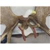 Image 3 : Carved Moose Antlers with Eagle 46" Across