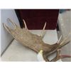 Image 4 : Carved Moose Antlers with Eagle 46" Across