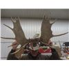 Image 6 : Carved Moose Antlers with Eagle 46" Across