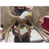Image 7 : Carved Moose Antlers with Eagle 46" Across