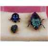 Image 1 : Jewel Beetle Taxidermy