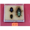 Image 2 : Jewel Beetle Taxidermy