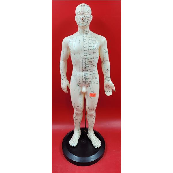 Male Acupuncture Model