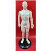 Image 1 : Male Acupuncture Model