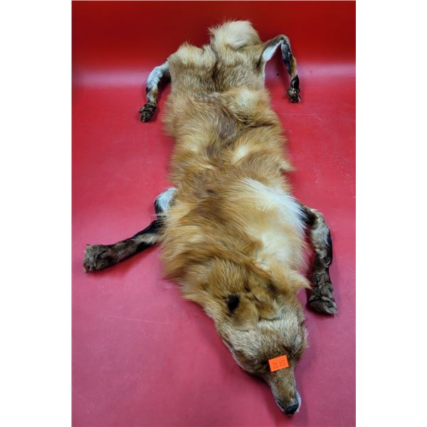 Red Fox Pelt w/ Feet & Claws
