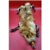 Image 1 : Red Fox Pelt w/ Feet & Claws
