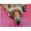 Image 2 : Red Fox Pelt w/ Feet & Claws
