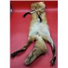 Image 3 : Red Fox Pelt w/ Feet & Claws