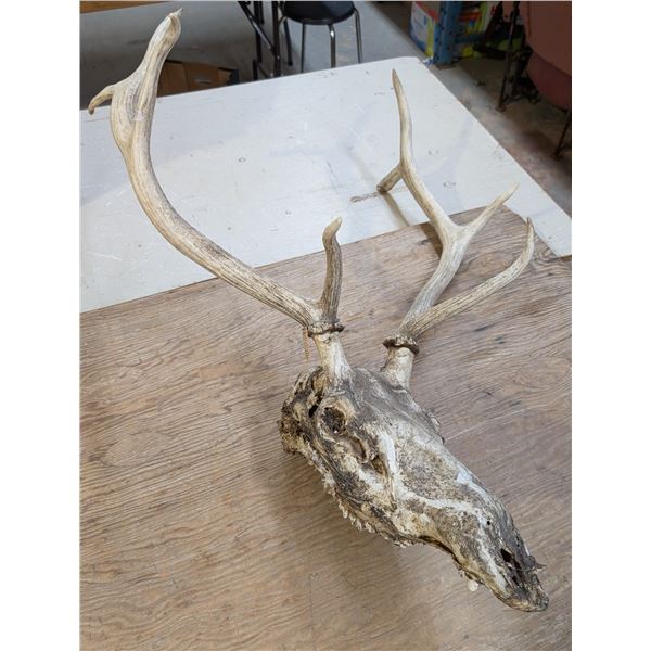 Bull Elk Antlers + Skull Legal Safe #6122 Alberta