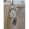 Image 2 : Bull Elk Antlers + Skull Legal Safe #6122 Alberta