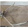 Image 3 : Bull Elk Antlers + Skull Legal Safe #6122 Alberta