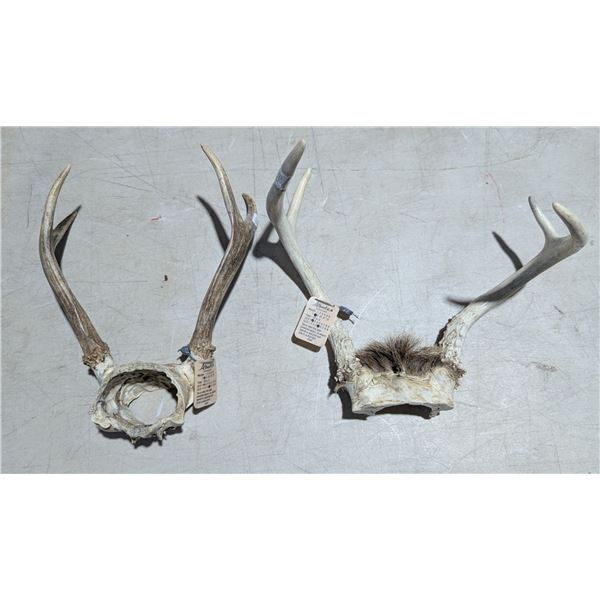 (2) small White tail Antlers Legal Safe #6052 + 6045 Alberta