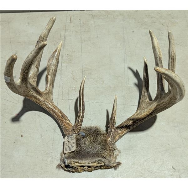 Very White Tail Buck Antlers Legal Safe #6060 Alberta