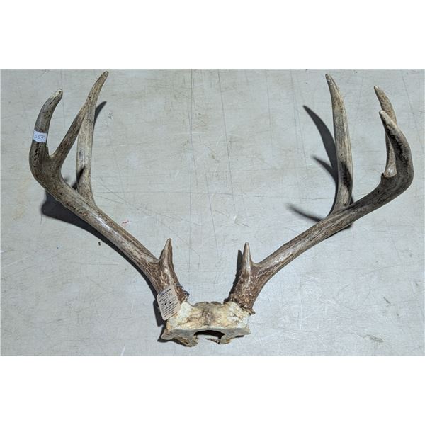Buck Antlers + Skull Plate Legal Safe #6028 Alberta