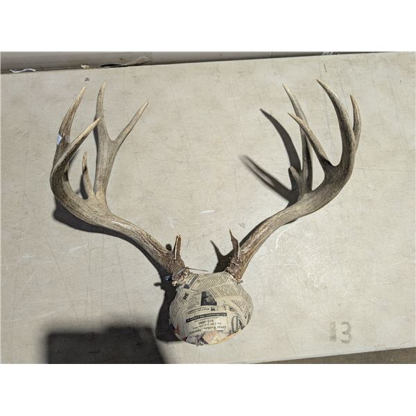 Large Mule Deer Buck Antlers Legal Safe #6075 Alberta