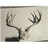 Image 1 : Large Mule Deer Buck Antlers Legal Safe #6075 Alberta